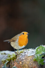 Frosty Robin (erithacus rubecula) in winter - Yorkshire, UK in January