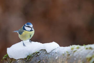 Little Blue Tit (Cyanistes caeruleus) in Winter. Yorkshire, UK, January