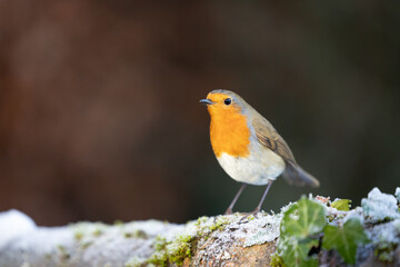Vibrant Robin (erithacus rubecula) in winter - Yorkshire, UK in January