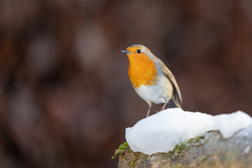 Curious Robin (erithacus rubecula) standing on a patch of snow in winter - Yorkshire, UK in January