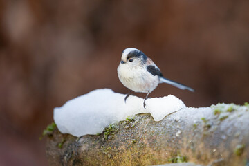 Winter Long-tailed Tit (Aegithalos caudatus) on snow - Yorkshire, UK in January