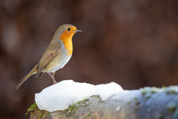 Robin (erithacus rubecula) on a patch of snow in winter - Yorkshire, UK in January