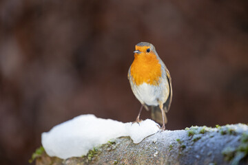 Snowy Robin (erithacus rubecula) in winter - Yorkshire, UK in January