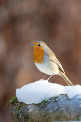 Robin (erithacus rubecula) in winter - Yorkshire, UK in January