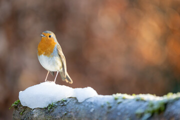 Robin (erithacus rubecula) in winter with a copper beech hedge in the background. Yorkshire, UK in January