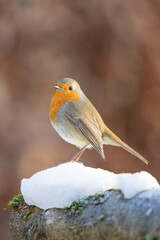 Portrait of a Robin (erithacus rubecula) on snow in winter - Yorkshire, UK in January