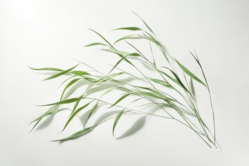 Fototapeta premium green leaves against white background