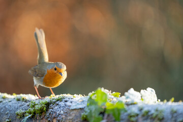 Tail up Robin (erithacus rubecula) in winter sunlight - Yorkshire, UK in January