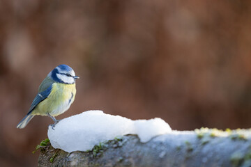 Blue Tit (Cyanistes caeruleus) in Winter. Yorkshire, UK, January
