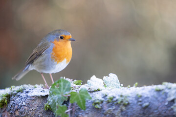 Cute Robin (erithacus rubecula) in January - Yorkshire, UK in Winter