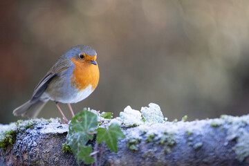 Robin (erithacus rubecula) in winter - Yorkshire, UK in January