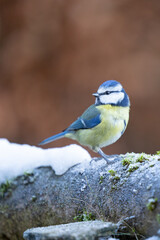 Obraz premium Close up of a Blue Tit (Cyanistes caeruleus) in Winter. Yorkshire, UK, January