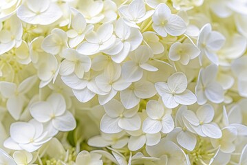 Close up of Delicate White Hydrangea Blooms Floral Background