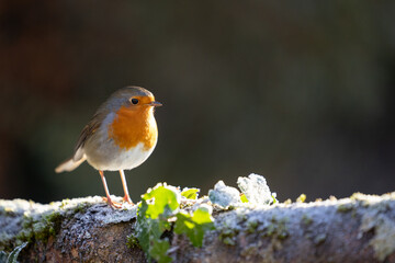 Sunlit winter Robin (erithacus rubecula) Yorkshire, UK in January