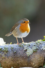 Golden hour Robin (erithacus rubecula) in frosty winter scene - Yorkshire, UK in January
