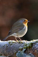 Sunlit Robin (erithacus rubecula) on a frosty log in winter - Yorkshire, UK in January