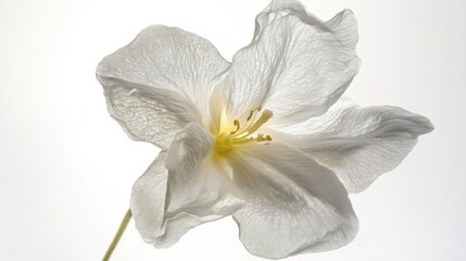 Fototapeta premium close up of a delicate white flower