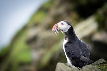 Puffin, pulcinella di mare, sull'isola di Mykines, isole Far Oer