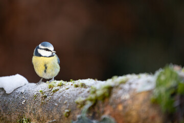 Blue Tit (Cyanistes caeruleus) on a snowy, frosty log in Winter. Yorkshire, UK, January