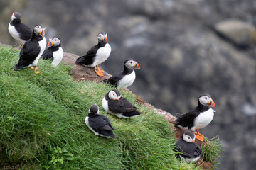 Puffin, pulcinella di mare, sull'isola di Mykines, isole Far Oer