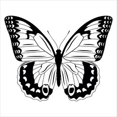 Black monochrome Butterfly Silhouette Vector illustration