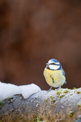 Cute Blue Tit (Cyanistes caeruleus) on a snowy and frost covered log in Winter. Yorkshire, UK, January