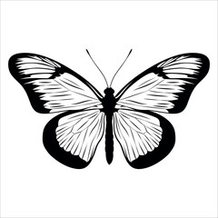 Black monochrome Butterfly Silhouette Vector illustration