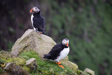 Puffin, pulcinella di mare, sull'isola di Mykines, isole Far Oer