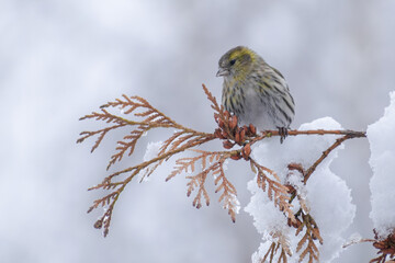 Eurasian Siskin on the branch