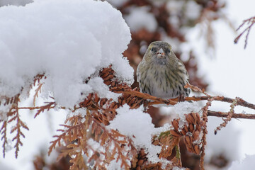 Eurasian Siskin on the cedar