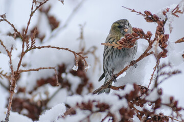Eurasian Siskin on the cedar