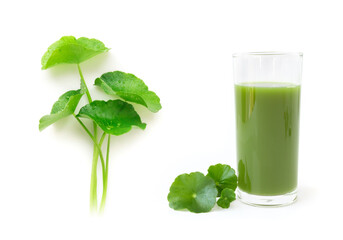 Gotu kola's leafs on white background