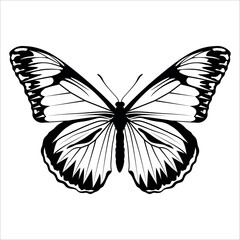 Black monochrome Butterfly Silhouette Vector illustration
