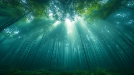 Sunbeams Illuminate Misty Forest Canopy