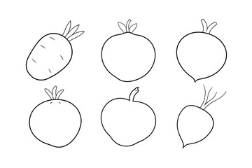 Jicama (Pachyrhizus erosus) design, labeled line art vector illustration
