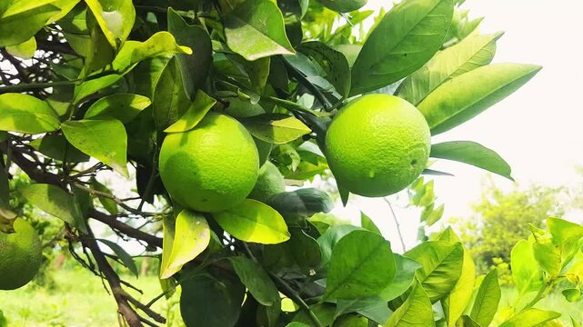 Bergamot orange. Citrus fruits of sour orange bergamot riping on thee close up.green Fruits of Bergamot orange on tree, Citrus bergamia. green