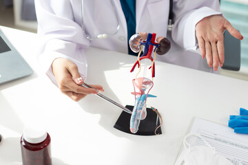 Asian female doctor suspected of having prostate cancer using a model of the male reproductive...