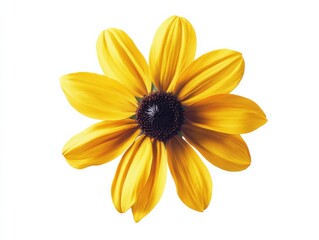 Obraz premium A vibrant yellow flower blooms against a white background