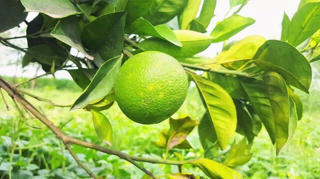 Bergamot orange. Citrus fruits of sour orange bergamot riping on thee close up.green Fruits of Bergamot orange on tree, Citrus bergamia. green
