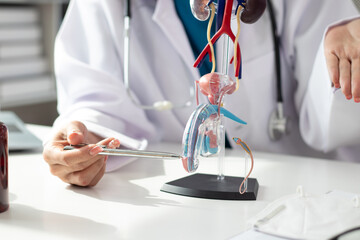 Asian female doctor suspected of having prostate cancer using a model of the male reproductive...