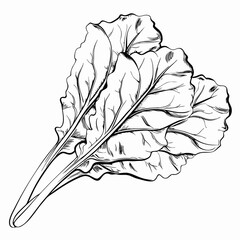 Fresh chard leaves, black and white sketch