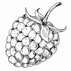 Single raspberry close-up, black and white illustration