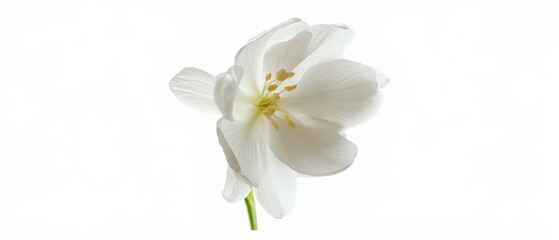 Obraz premium a close up of a white flower on a white background