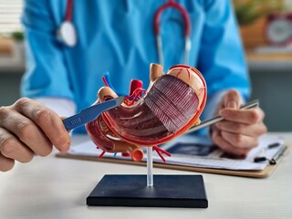 Surgeon held scalpel over anatomical model of human stomach concept
