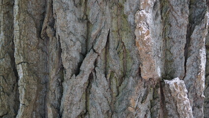 Tree bark texture close-up, tree bark in gray shades