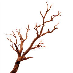 Bare, twisted tree branches, isolated on a white background.