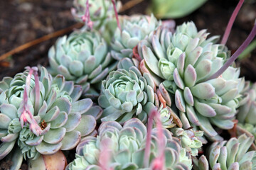 Closeup of a Mexican Snowball plant, Derbyshire England
