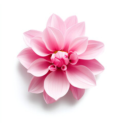 Fototapeta premium Beautiful pink lotus flower on a white isolated background.