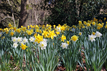 Fototapeta premium Closeup of a patch of Wild Daffodils, Derbyshire England 