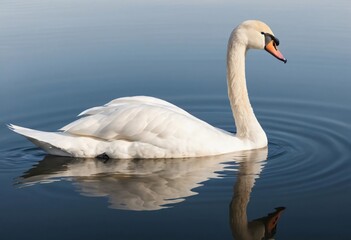 Fototapeta premium swans on the lake